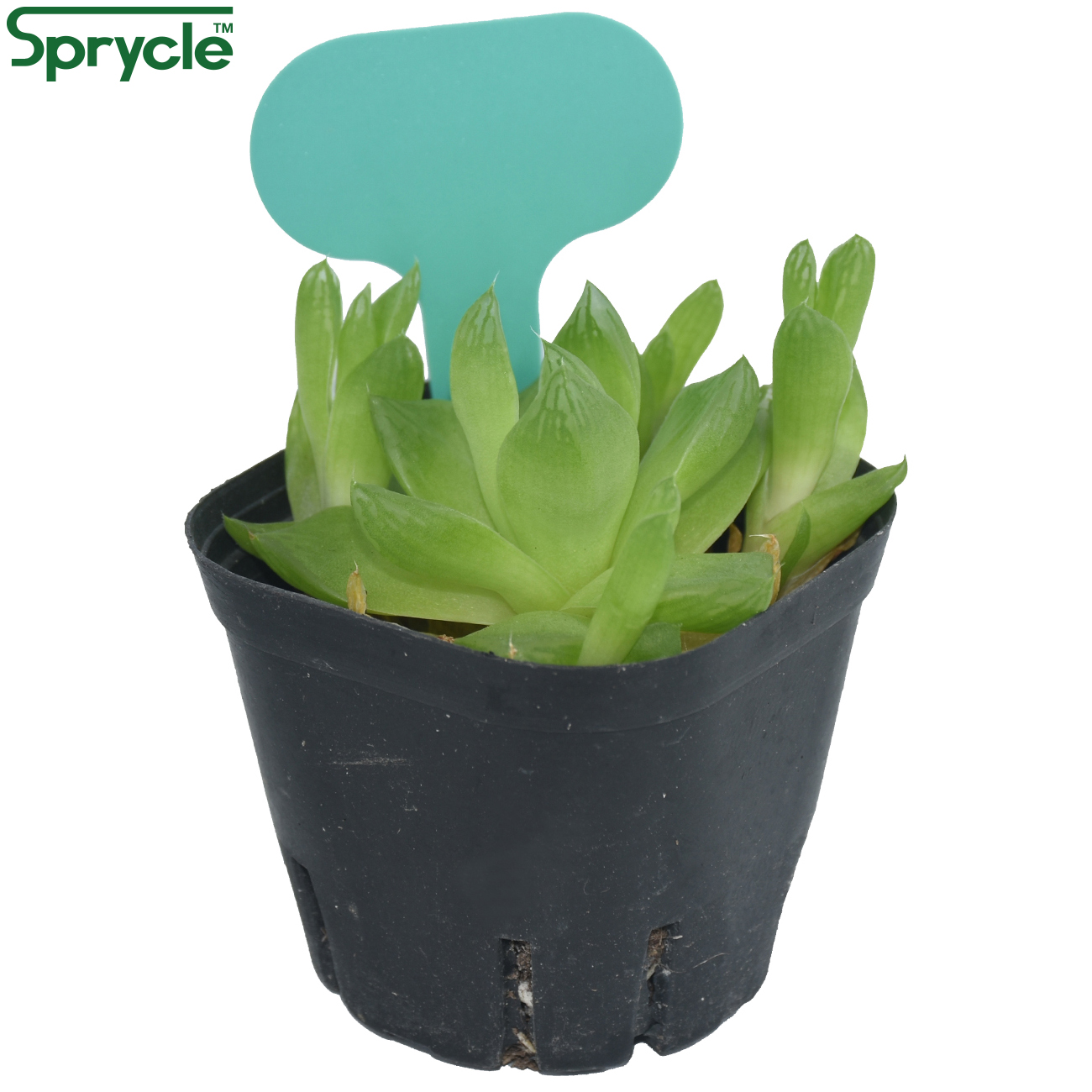 Этикетки для сада SPRYCLE, 50  – обзор и цена Garden Label Marker